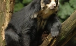 Andean point bear